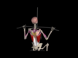 back muscles. 10 facts. anatomy, training and biomechanics