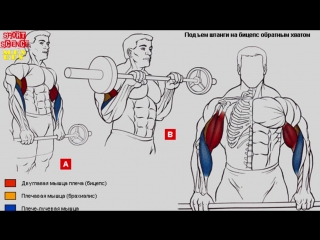 reverse grip curl with barbell while standing