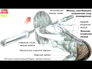 shoulder barbell curls