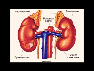 growth hormone (samotropin). 10 facts