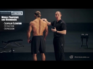 back anatomy training program built by science